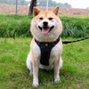 Adjustable Nylon Dog Harness with Leash