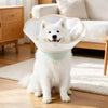 Elizabethan Cone Collar for Dogs, Plastic Design