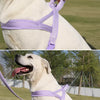 Nylon Dog Harness for Everyday Walks