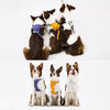 Integrated Nylon Dog Harness and Leash