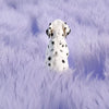 Nylon Dog Harness for Everyday Walks