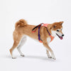 Nylon Dog Harness and Leash Set
