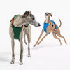 Nylon Dog Harness and Leash Set