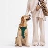 Nylon Dog Harness and Leash Set