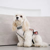 Lightweight Dog Vest for Warm-Weather Wear