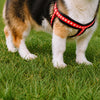 Small Dog Vest Harness for Everyday Walks