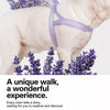Nylon Dog Harness for Everyday Walks