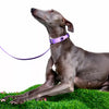 Faux Leather Collar with Gemstone-Inspired Detail for Dogs and Cats
