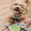 Collapsible Travel Pet Bowl