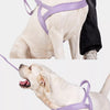 Nylon Dog Harness for Everyday Walks