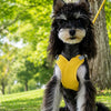 X-Style Polyester Dog Harness with Matching Rope Leash