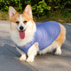 Lightweight Summer Dog Vest for Everyday Outings