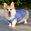Lightweight Summer Dog Vest for Everyday Outings