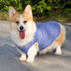 Lightweight Summer Dog Vest for Everyday Outings