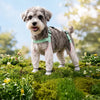 Water-Resistant Dog Rain Suit with Full-Coverage Leg Covers