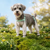 Water-Resistant Dog Rain Suit with Full-Coverage Leg Covers