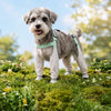 Water-Resistant Dog Rain Suit with Full-Coverage Leg Covers