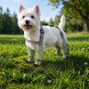 Water-Resistant Dog Rain Suit with Full-Coverage Leg Covers