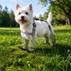 Water-Resistant Dog Rain Suit with Full-Coverage Leg Covers