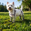 Water-Resistant Dog Rain Suit with Full-Coverage Leg Covers