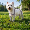 Water-Resistant Dog Rain Suit with Full-Coverage Leg Covers
