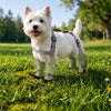 Water-Resistant Dog Rain Suit with Full-Coverage Leg Covers