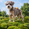 Water-Resistant Dog Rain Suit with Full-Coverage Leg Covers