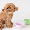 Collapsible Travel Pet Bowl