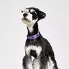 Faux Leather Collar with Gemstone-Inspired Detail for Dogs and Cats