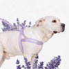Nylon Dog Harness for Everyday Walks