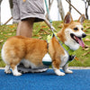 Portable Pet Water Bottle for Dogs and Cats