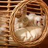 Handwoven Rattan Hanging Basket Cat Bed