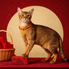 Chinese New Year Pet Collar with Decorative Charm