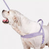 Nylon Dog Harness for Everyday Walks