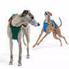 Nylon Dog Harness and Leash Set