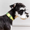 Faux Leather Collar with Gemstone-Inspired Detail for Dogs and Cats