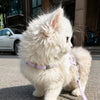 Kitten H-Style Harness and Leash Set