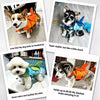 Dog Swim Vest in Oxford Fabric