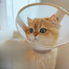 Lightweight Pet Elizabethan Collar